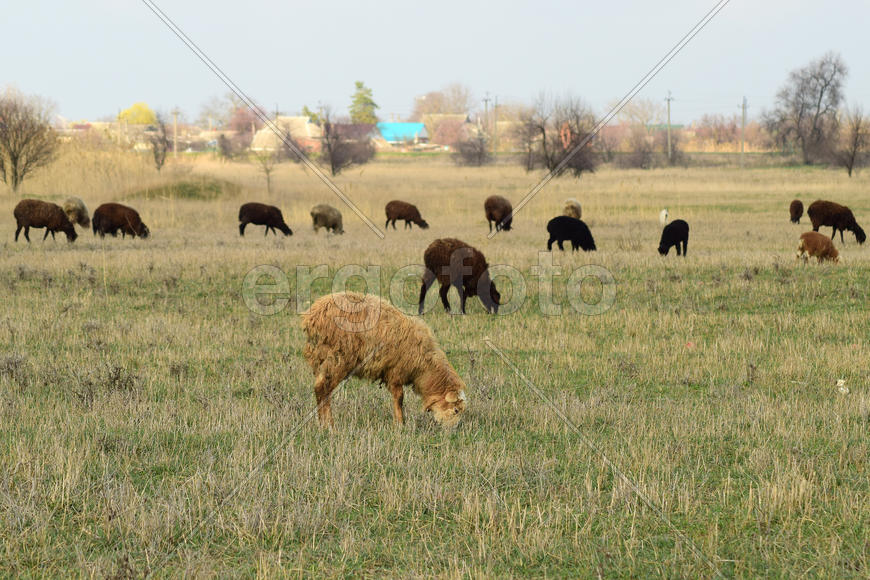 Sheep in the pasture. Grazing sheep herd in the spring field near the village. Sheep of different