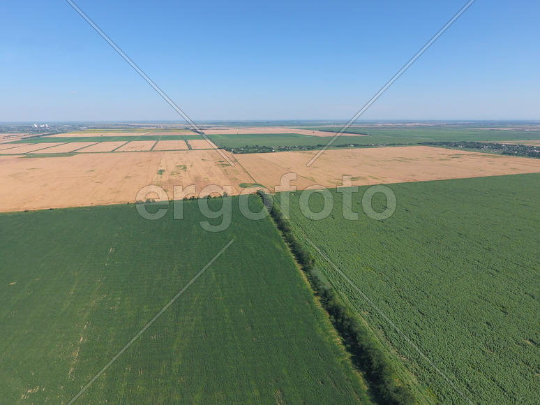 Поле молодой кукурузы, подсолнечника и спелой пшеницы