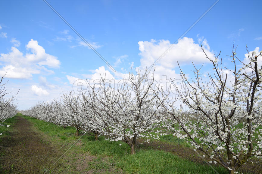 Flowering plum garden. Farm garden in spring