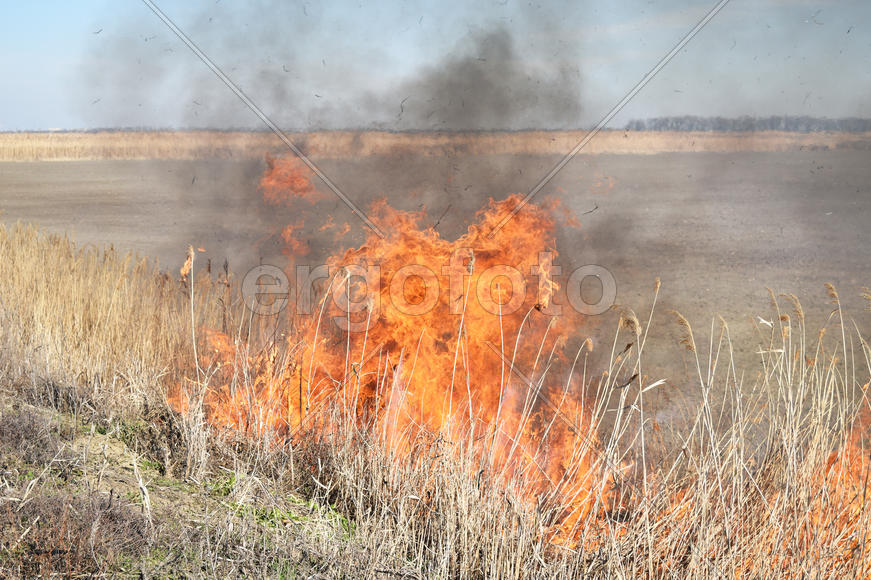 Burning dry grass and reeds. Cleaning the fields and ditches of the thickets of dry grass