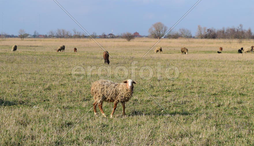 Sheep in the pasture. Grazing sheep herd in the spring field near the village. Sheep of different