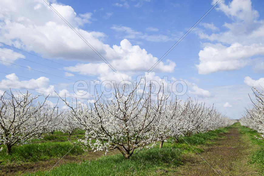 Flowering plum garden. Farm garden in spring