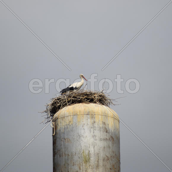 Stork on a roof of a water tower. Stork nest