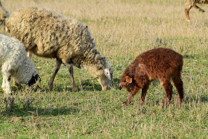 Sheep in the pasture. Grazing sheep herd in the spring field near the village. Sheep of different