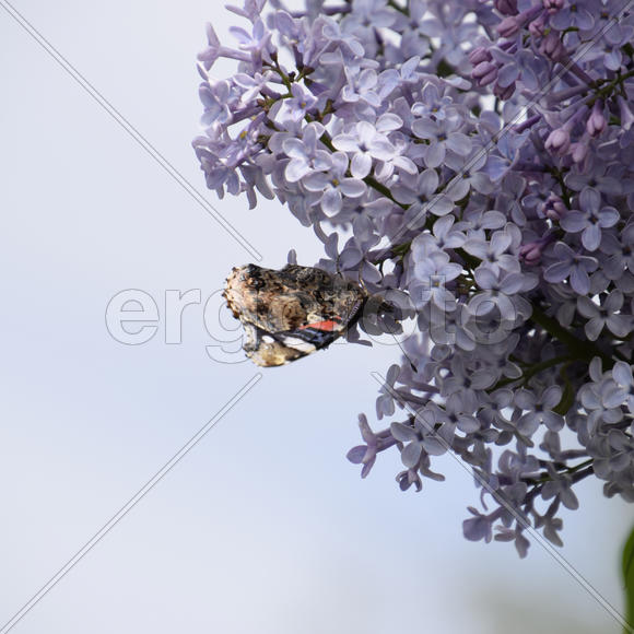 Бабочка крапивница на цветке сирени 