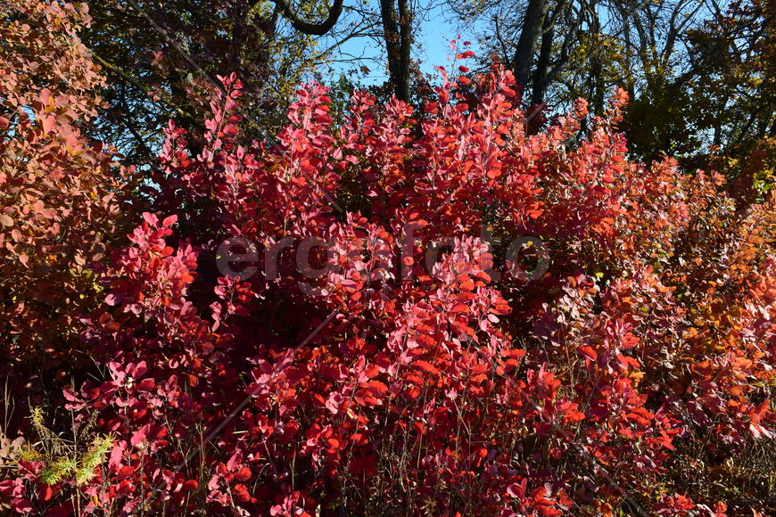 Autumn red color of leaves of cotinus coggygria. Paints of fall