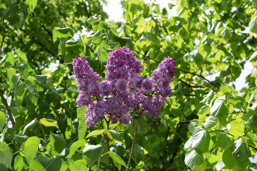 Цветы сирени на фоне зеленой листвы 