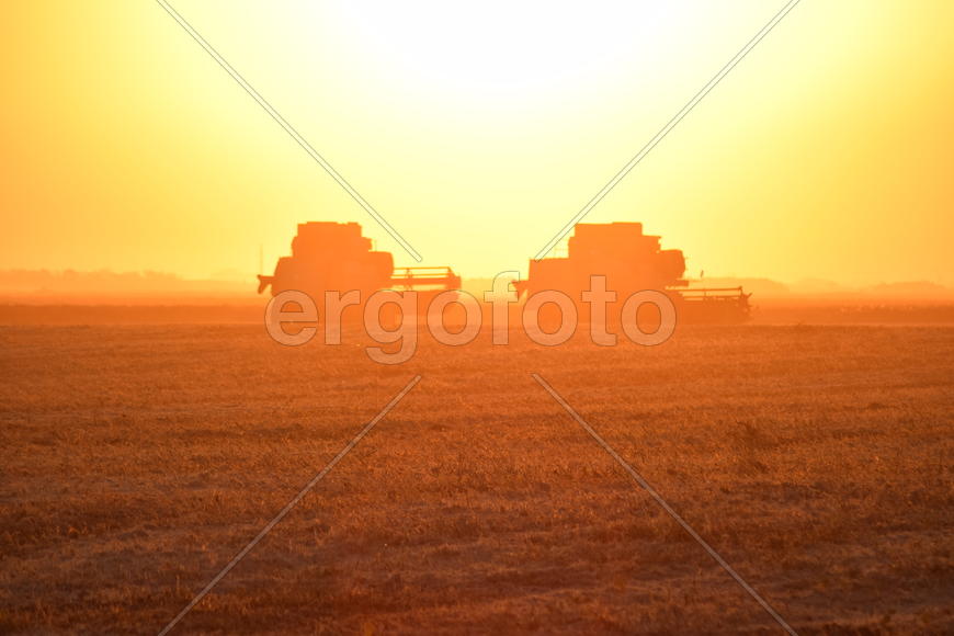 Harvesting by combines at sunset. Agricultural machinery in operation.