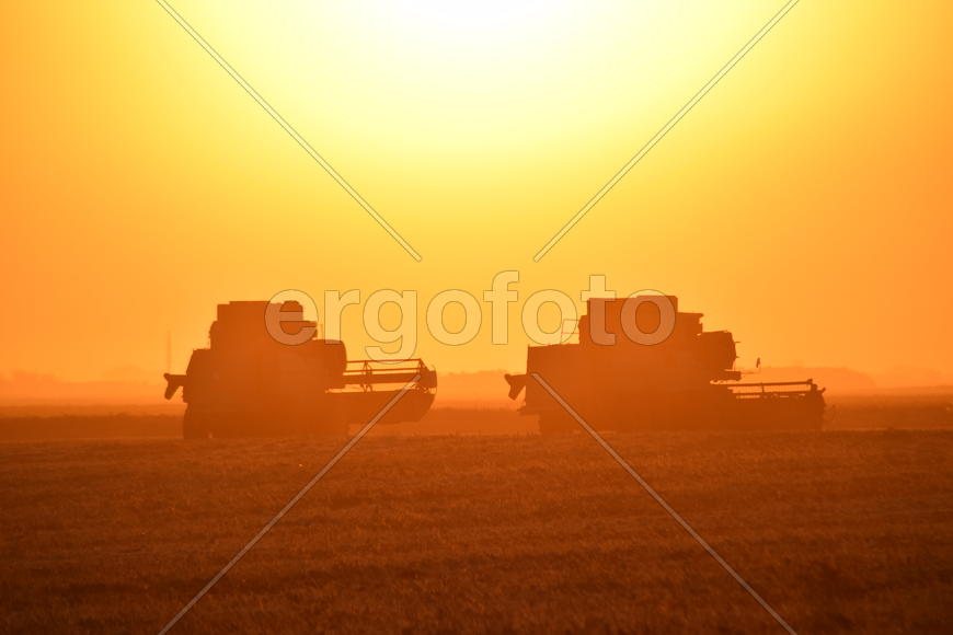 Harvesting by combines at sunset. Agricultural machinery in operation.