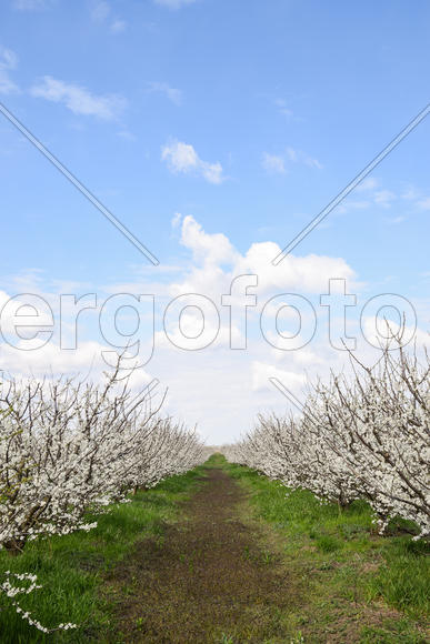 Flowering plum garden. Farm garden in spring