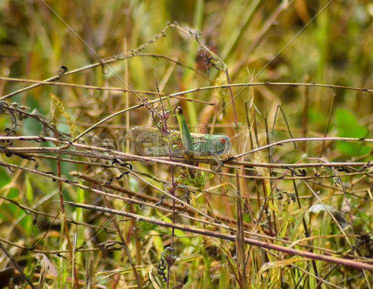 Кузнечик на траве