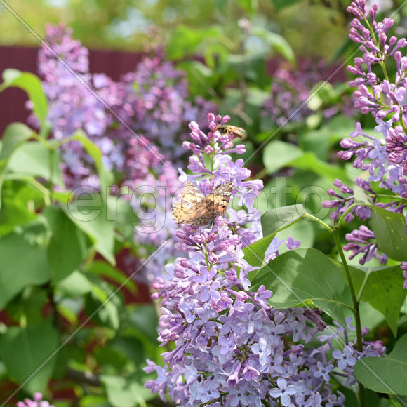 Цветы сирени на фоне зеленой листвы 