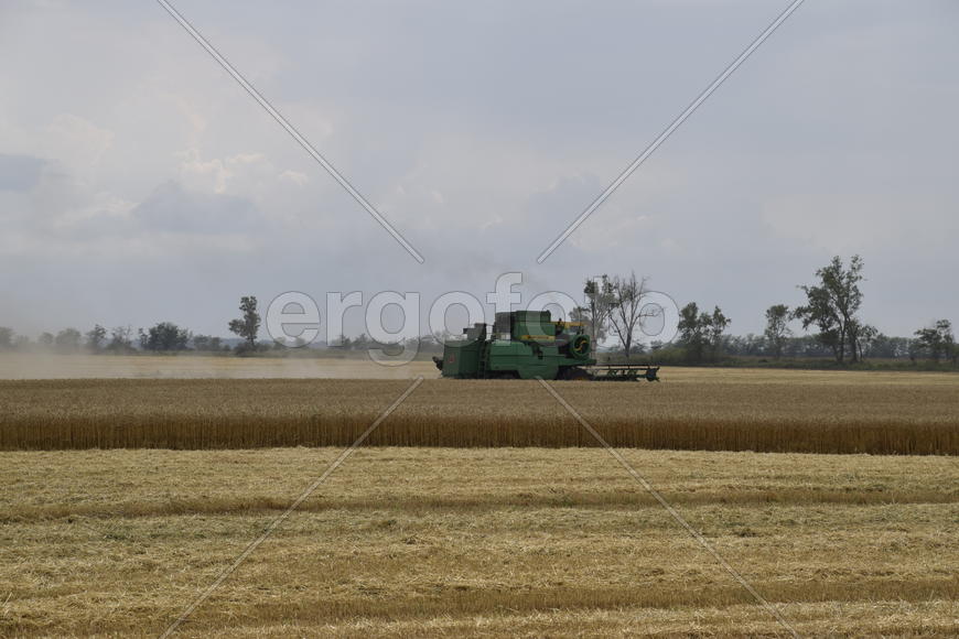 Russia, Temryuk - 01 July 2016: Kombain collects on the wheat crop. Agricultural machinery in the fi