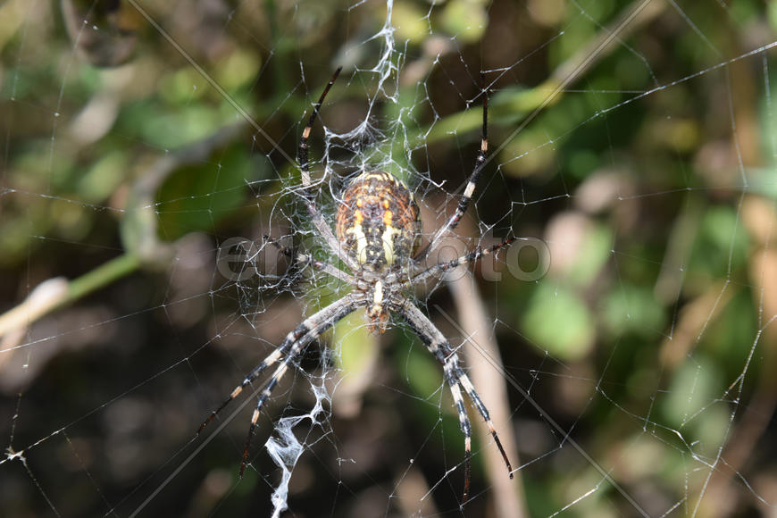 Argiopa Spider on the web. Arachnid predator
