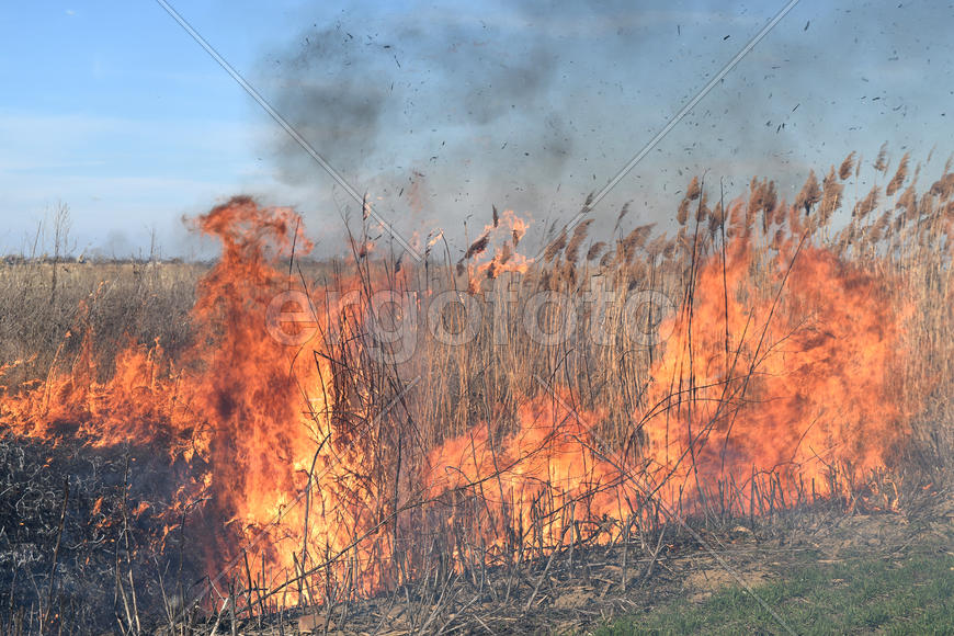 Burning dry grass and reeds. Cleaning the fields and ditches of the thickets of dry grass