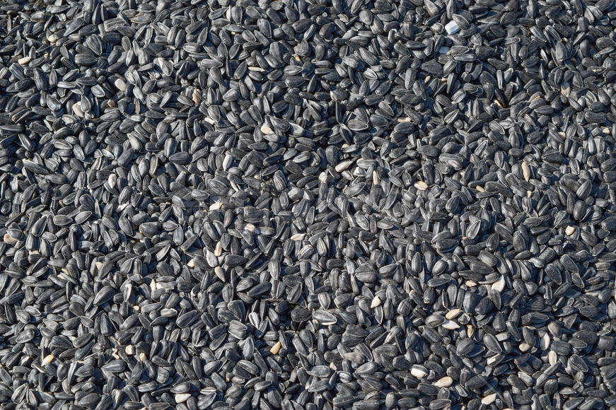 Фон-семечки. Черные семена