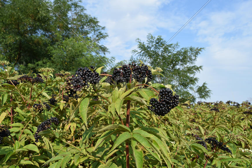 Elder berries. Maturing of berries of a poisonous plant