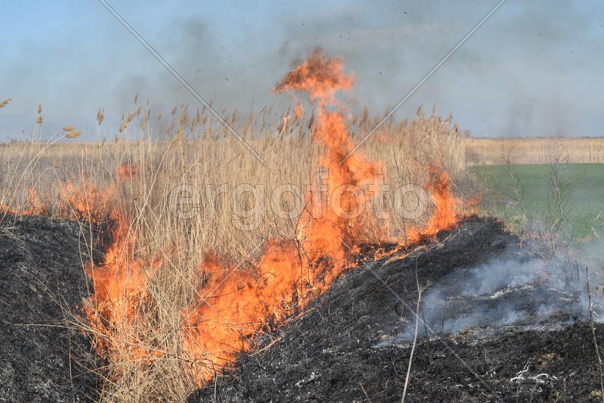 Burning dry grass and reeds. Cleaning the fields and ditches of the thickets of dry grass