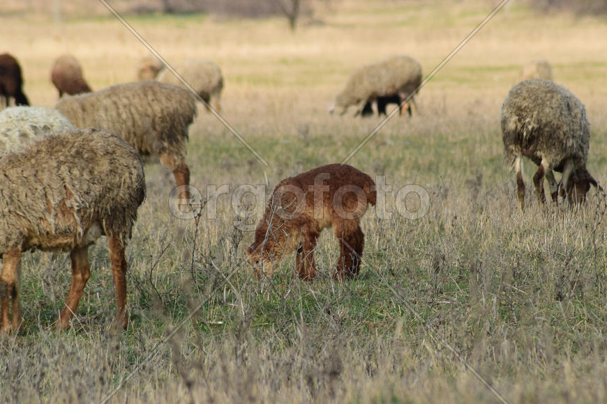 Sheep in the pasture. Grazing sheep herd in the spring field near the village. Sheep of different