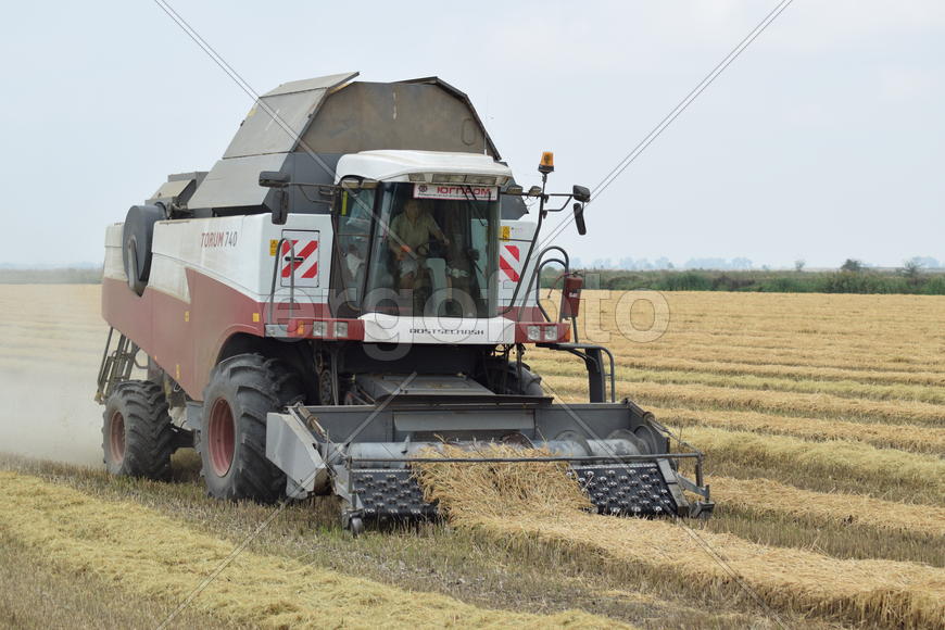 Russia, Poltavskaya village - September 27, 2015: Rice harvesting by the combine. Autumn harvesting 