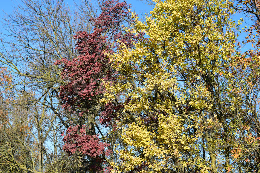 Color of leaves of cotinus coggygria and wild apricot. Trees in a forest belt in the fall