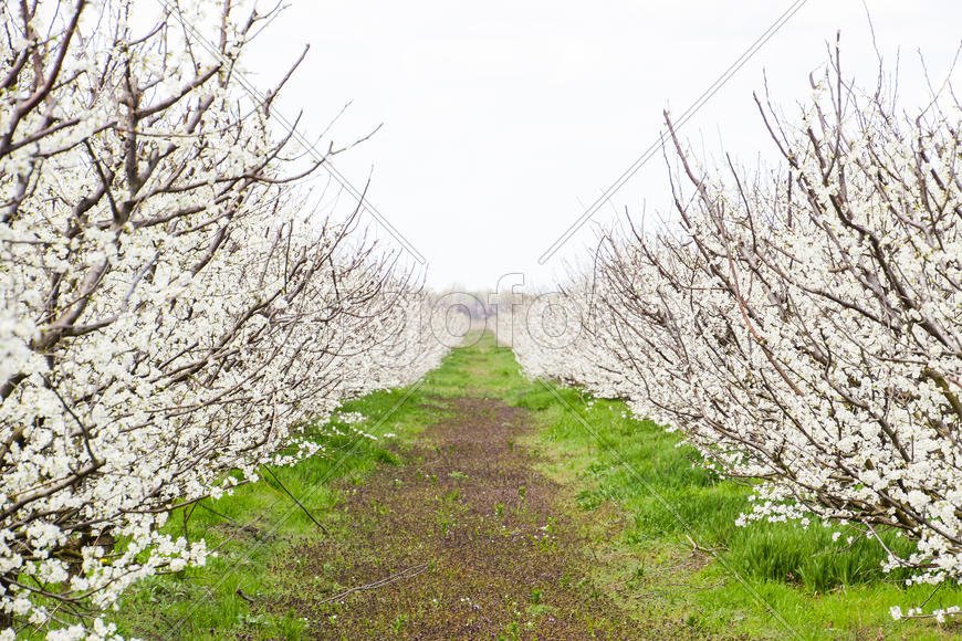 Flowering plum garden. Farm garden in spring