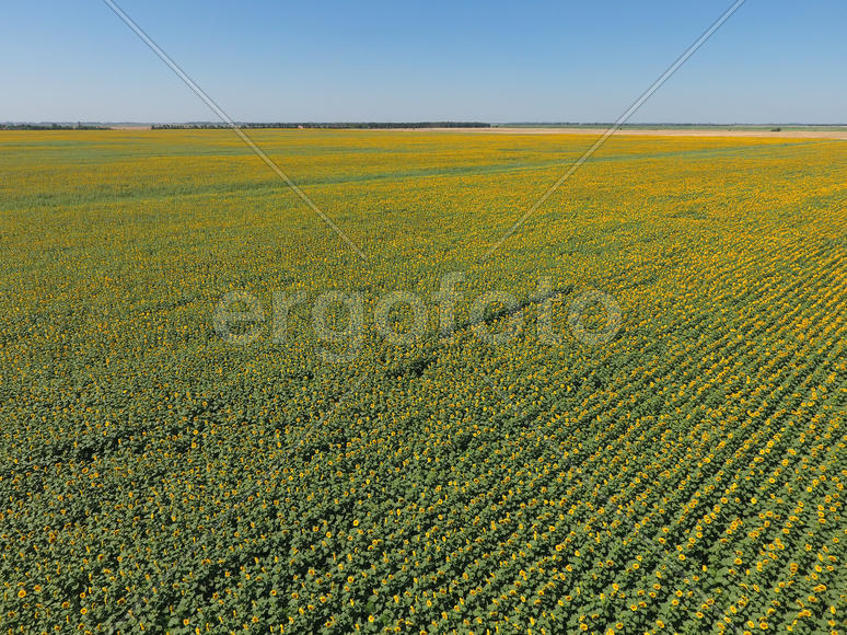 Field of sunflowers. Aerial view of agricultural fields flowering oilseed. Top view.