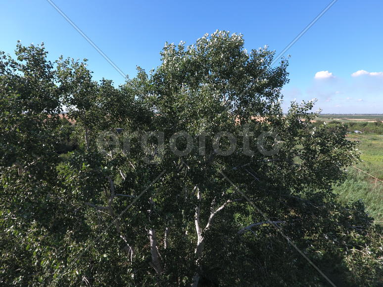 Крона высокого тополя 