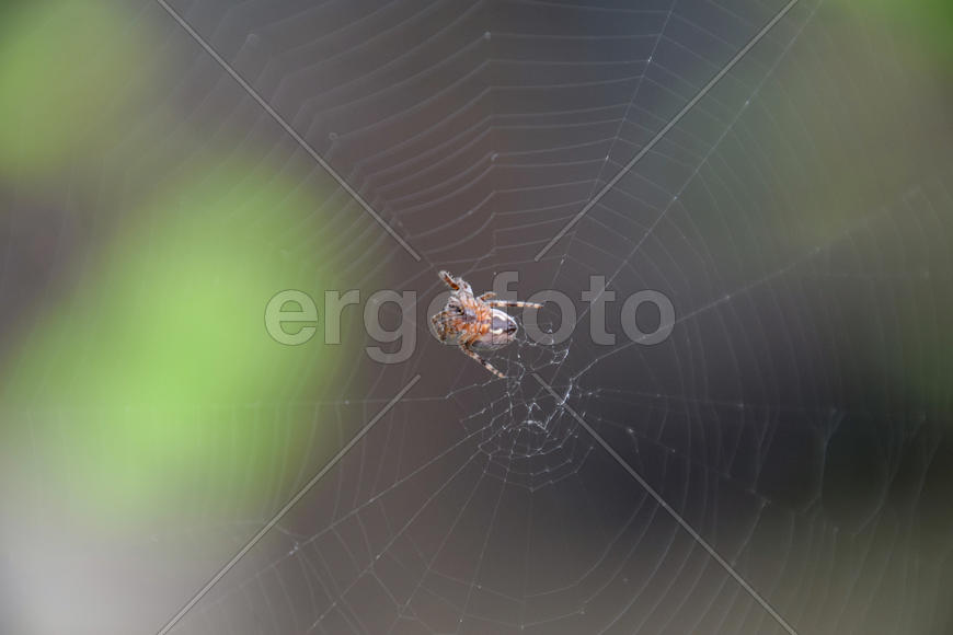 Небольшой паук в своей паутине