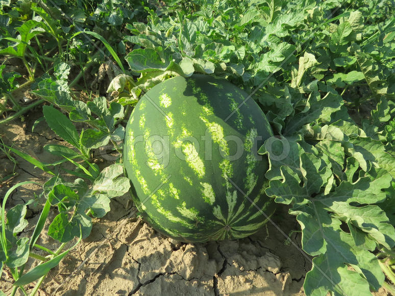 The growing water-melon in the field. Cultivation of melon cultures