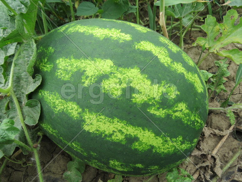 The growing water-melon in the field. Cultivation of melon cultures