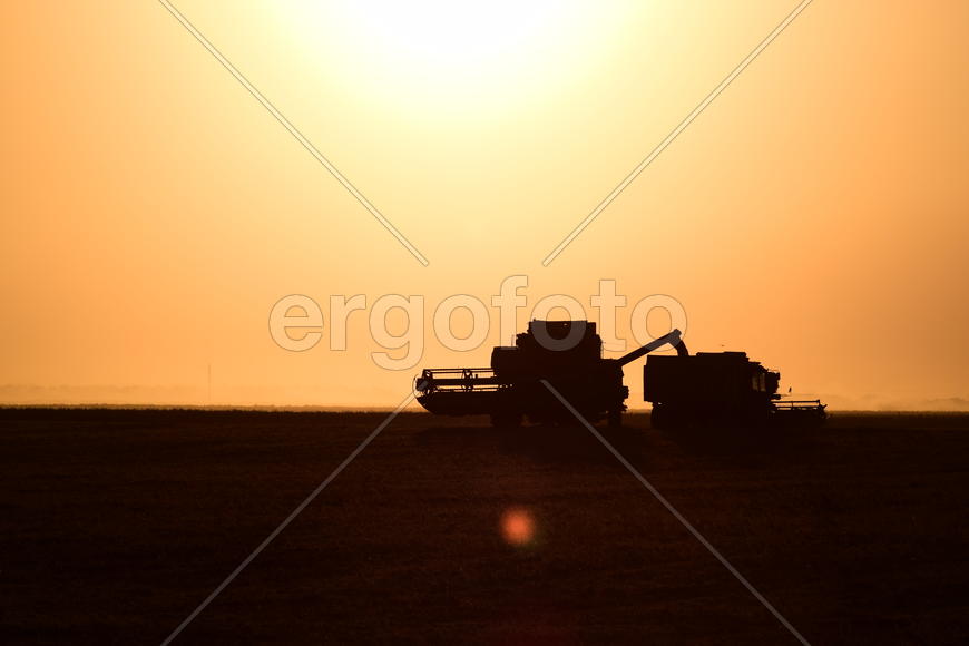 Harvesting by combines at sunset. Agricultural machinery in operation.