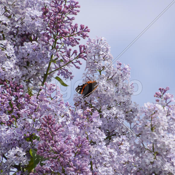 Бабочка крапивница на цветке сирени 