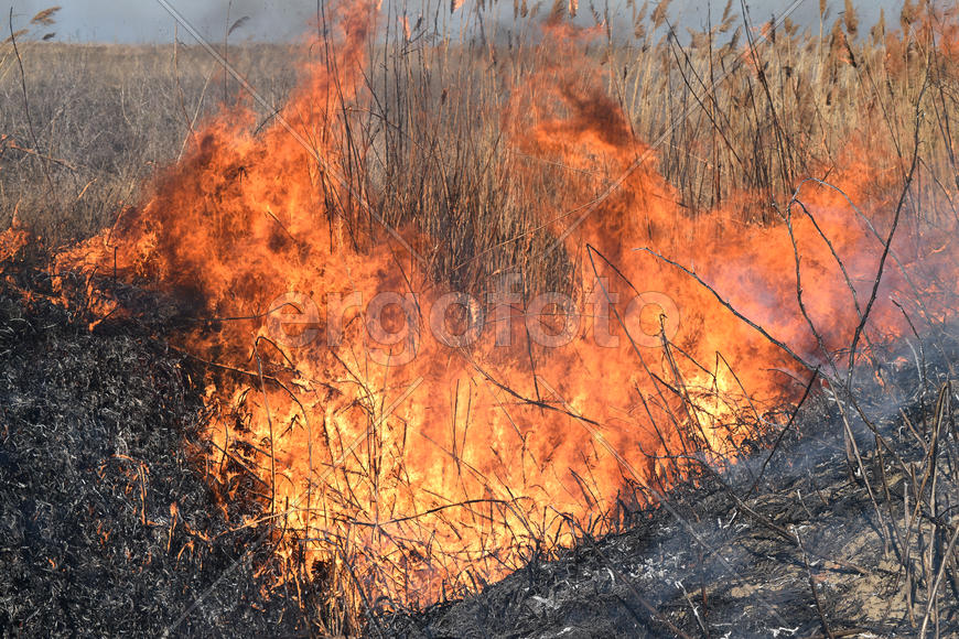 Burning dry grass and reeds. Cleaning the fields and ditches of the thickets of dry grass