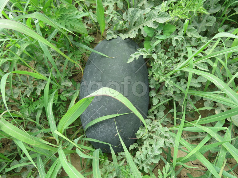 The growing melon in the field. Cultivation of melon cultures
