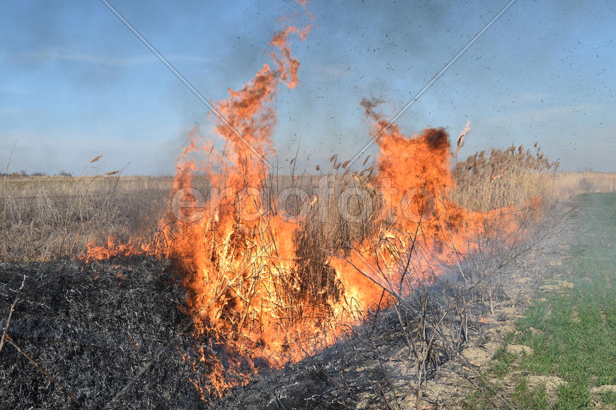 Burning dry grass and reeds. Cleaning the fields and ditches of the thickets of dry grass