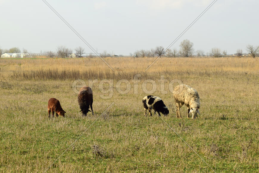 Sheep in the pasture. Grazing sheep herd in the spring field near the village. Sheep of different