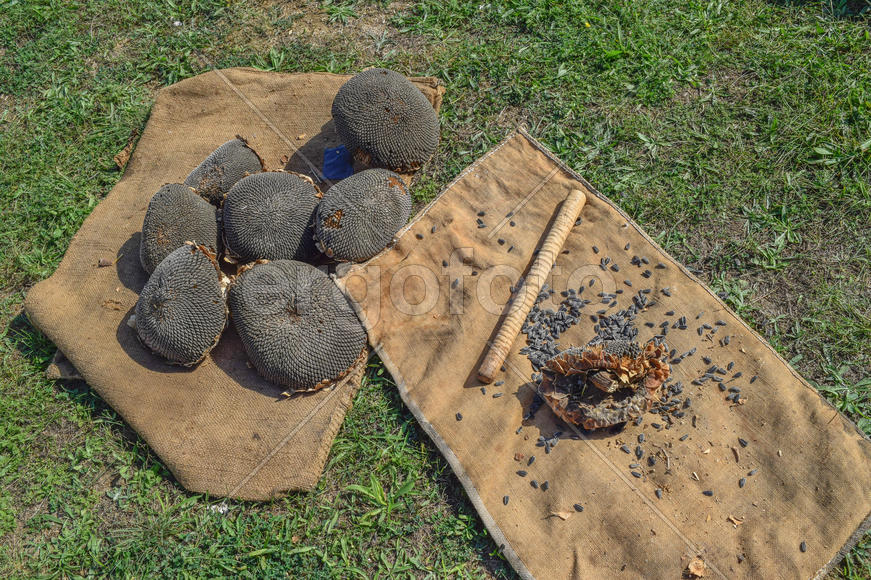 Семена подсолнуха и палочка для выбивания семян. Уборка семян подсолнечника.