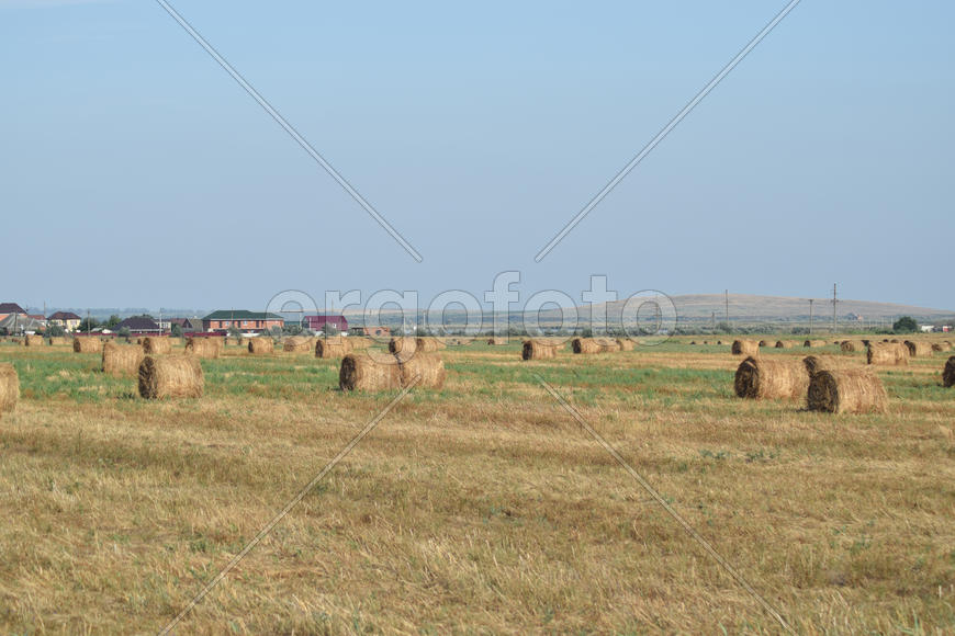 The Haystacks in the field. Summer haymaking