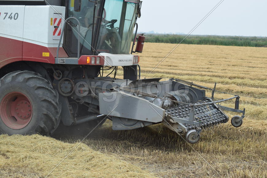 Russia, Poltavskaya village - September 27, 2015: Rice harvesting by the combine. Autumn harvesting 