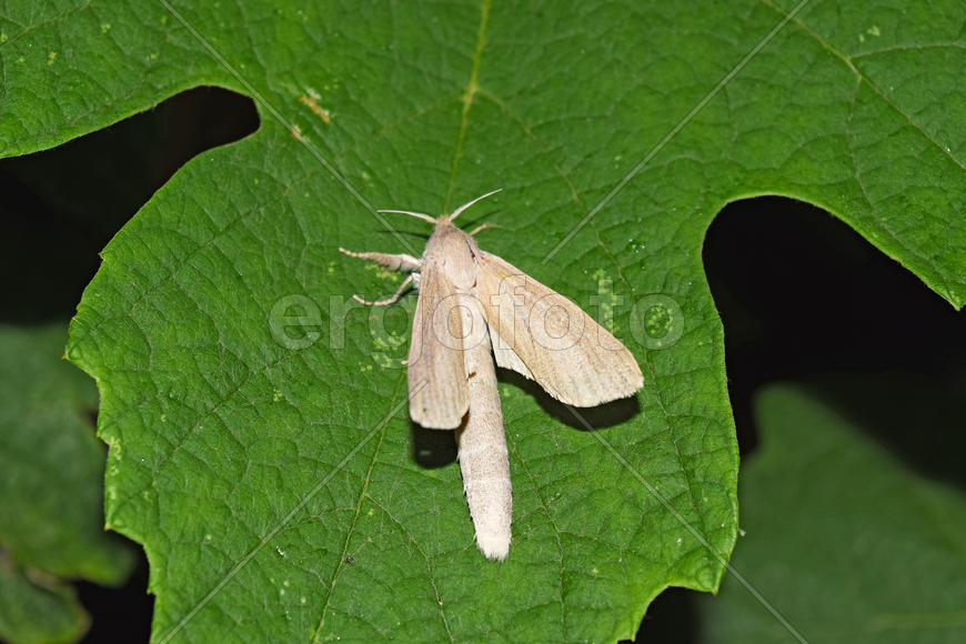 Мотылек на зеленом листе