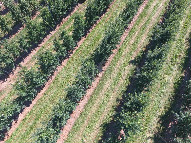 Аэросъемка. Ряды яблоневых деревьев в саду 
