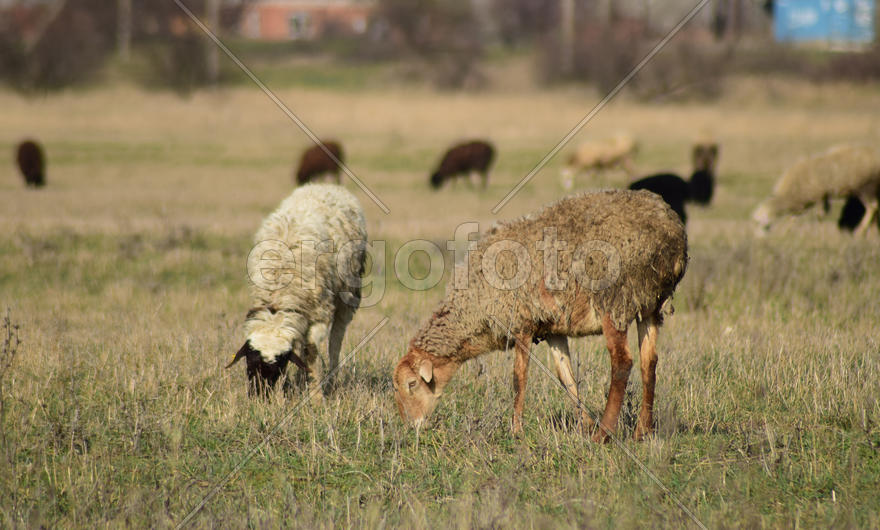 Sheep in the pasture. Grazing sheep herd in the spring field near the village. Sheep of different