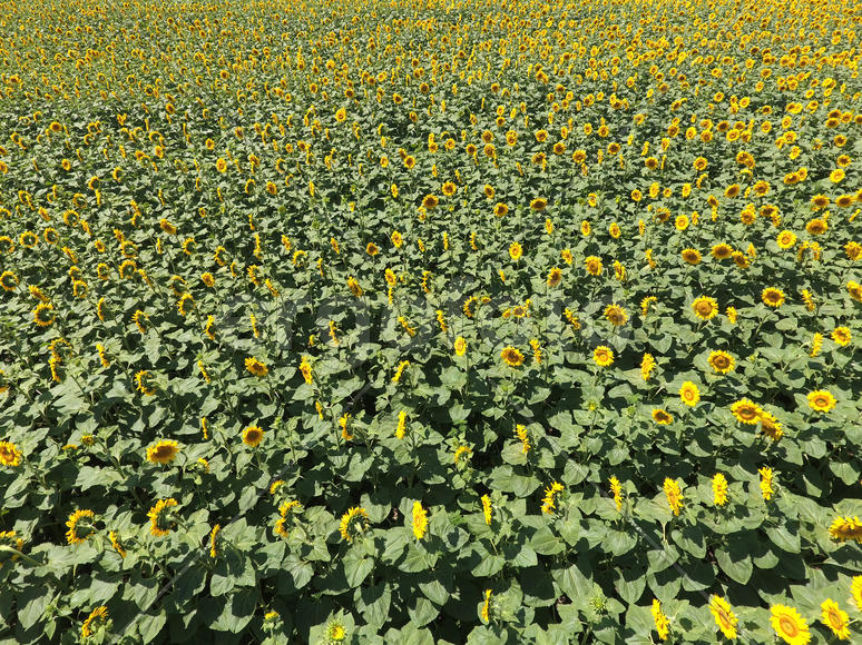 Field of sunflowers. Aerial view of agricultural fields flowering oilseed. Top view.
