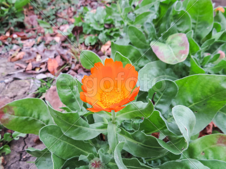 Ярко оранжевый бутон цветка 