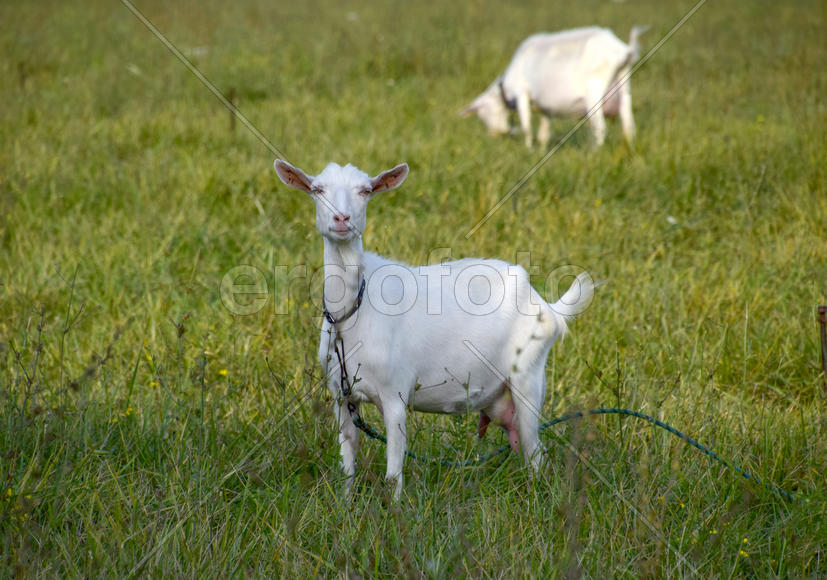 Goats grazing in the meadow. White goat dairy cattle eating grass in a pasture.