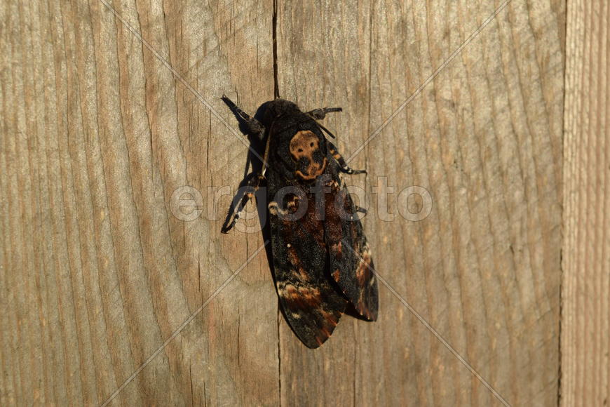 Dead head. The large massive butterfly belonging to family of brazhnik. Night insect