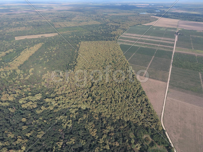 Красный лес. Пейзаж с высоты птичьего полета.