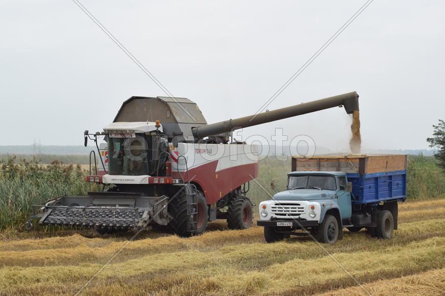 Unloading grain from a combine into a truck. Agricultural machinery for harvesting from the fields.