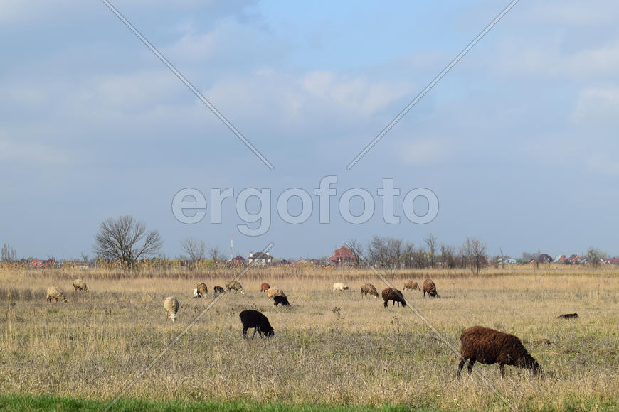 Sheep in the pasture. Grazing sheep herd in the spring field near the village. Sheep of different